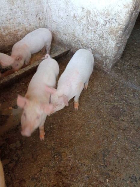 8 hetes malacok 