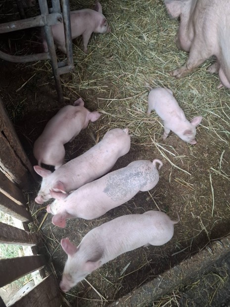 8 hetes malacok eladk