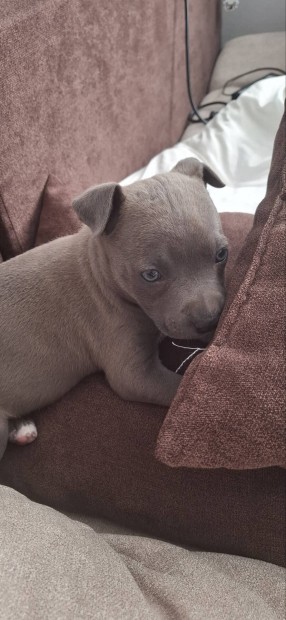 8hetes Amstaff kiskutya