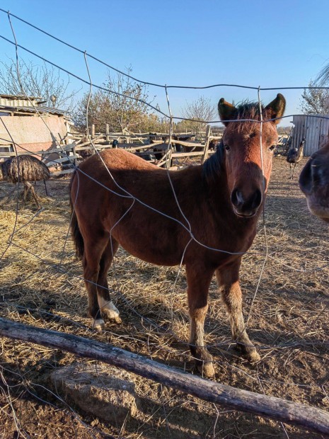 8honapos sportponi pej mncsiko elad