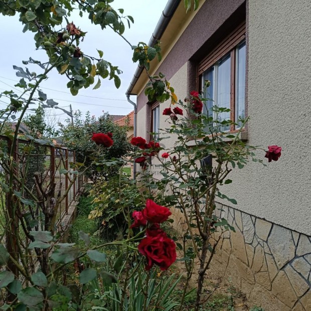 95 nm-es h�z elad� Letenye