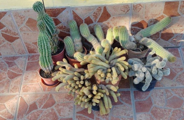 9 db kaktusz elad