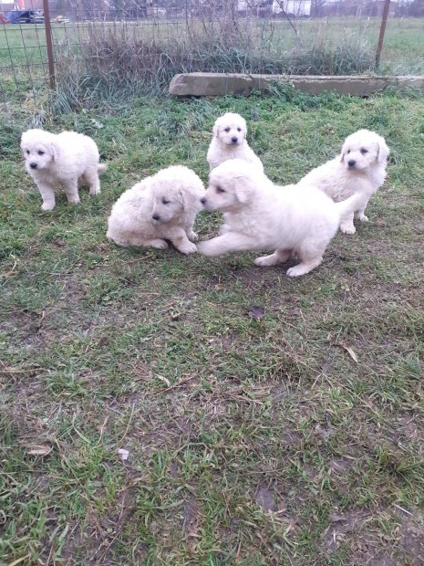 9 hetes Kuvasz klykk fajtatiszta jelleg rkbefogathat