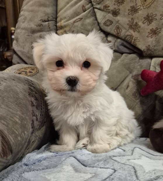 9 hetes bichon havanese kislny , Budapesti szllts megoldhat !