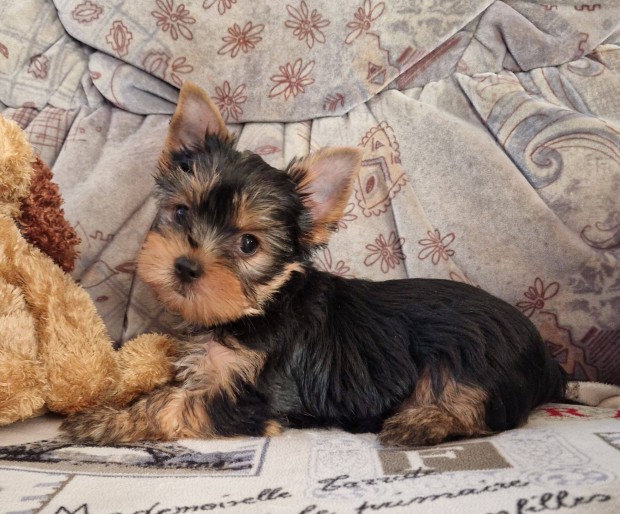 9 hetes yorki , yorkshire terrier kisfi Budapesti szlltssal