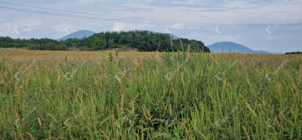 A 37-es főút melletti 3,9 hektáros belterületi szántó/ipari eladó