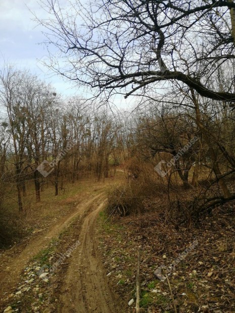 A 76-os f��thoz k�zel, Nagykapornakon 1 ha-os ter�let elad�!