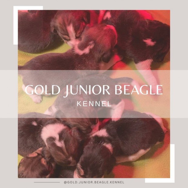 A Gold Junior Beagle Kennel kiskutyk gazdit keresnek!