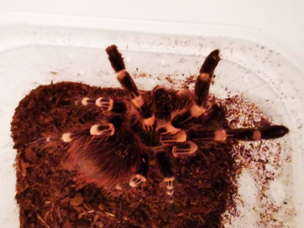 A. Geniculata madrpk, pk nstnyek eladk