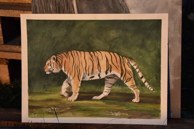 A dzsungel kirlya - Tigris - Egyedi akvarell festmny