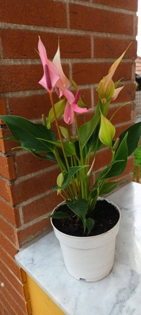 A flamingvirg (Anthurium) nagyon kedvelt virgz szobanvny