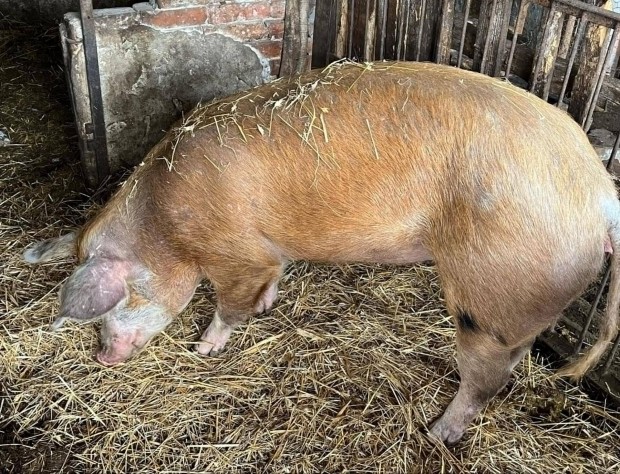 A kzkedvelt Duroc fajta serts