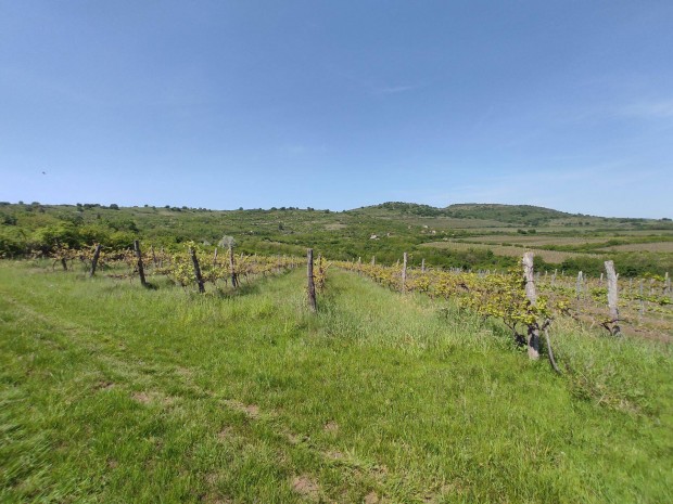 Abas�ron 12 nm-es pince 2932 nm-es sz�l�ter�lettel elad�