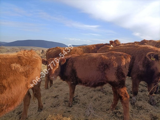 Aberdeen angus szk eladk