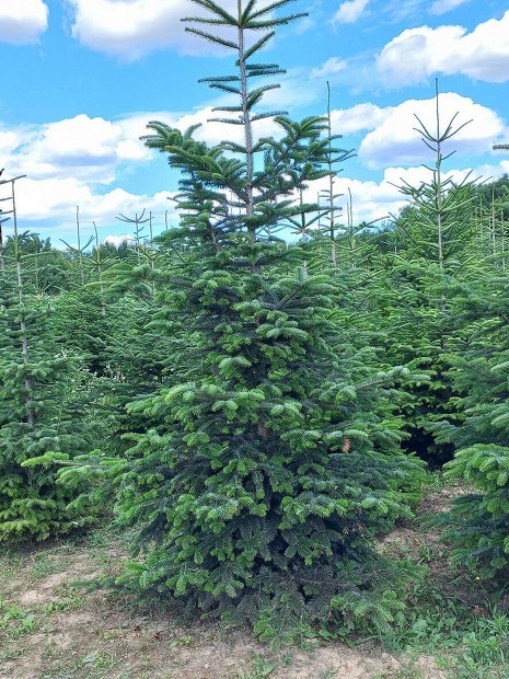 Abies nordmanniana / Nordmann-feny