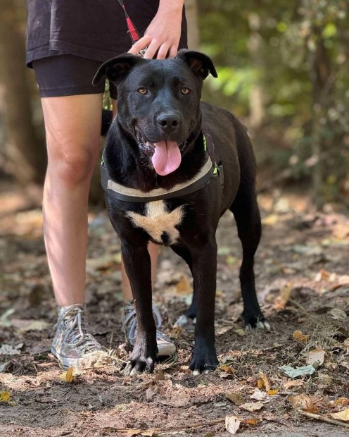 Abu 3 ves labrador keverk ivartalantott kan