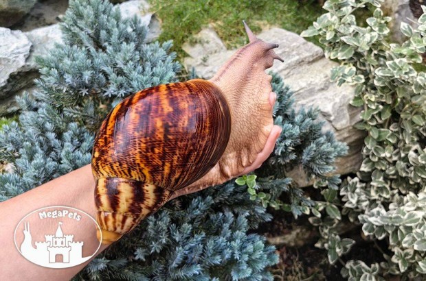 Achátcsigák a terráriumban / megapets.eu / Csigák Csiga Snail Achatina
