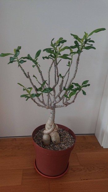 Adenium swazicum, sivatagi rzsa