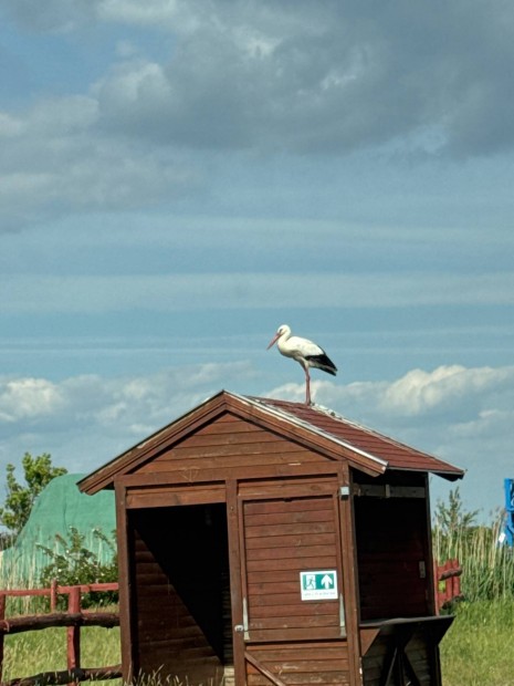Adminisztrációs munkatárs