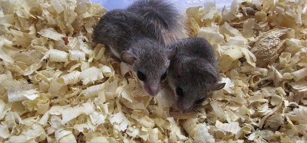 African dormouse 