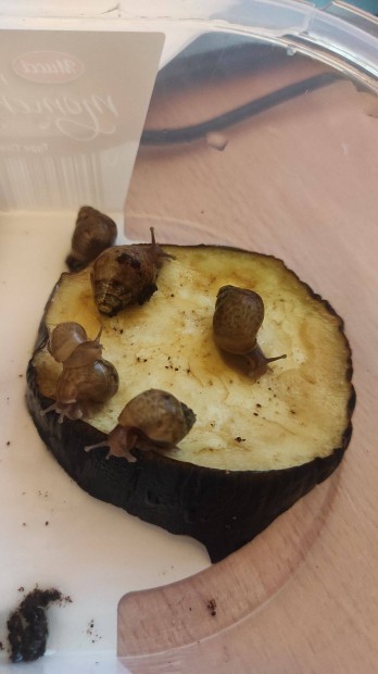 Afrikai riscsiga