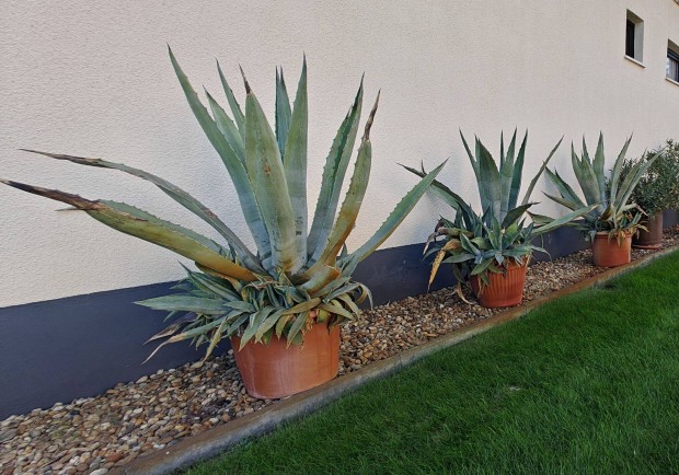 Agave Americana 3 db. nagymret elad