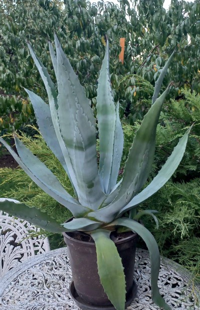 Agave Kaktusz Elad!