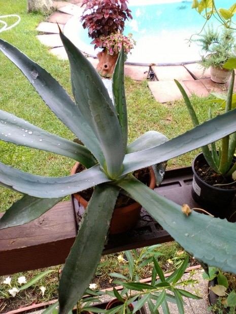 Agave amaricana ( kznsges Agv )