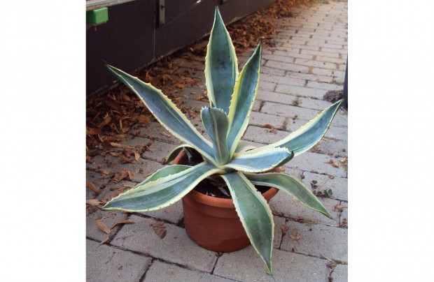 Agave americana