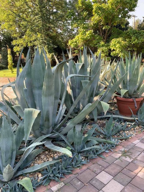 Agave americana