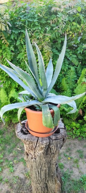 Agave americana kaktusz 70 cm