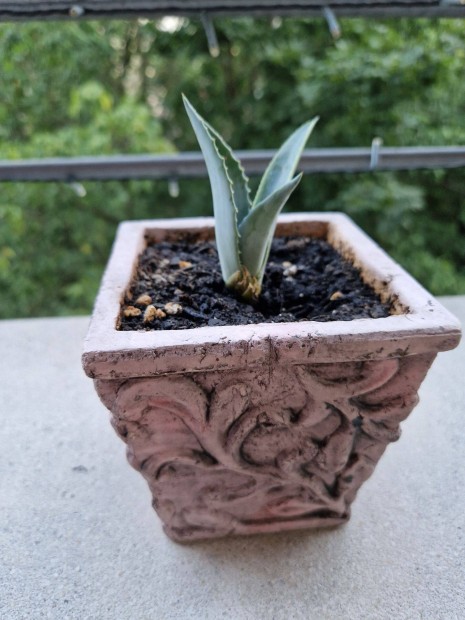 Agave bbi kaktusz kaspban