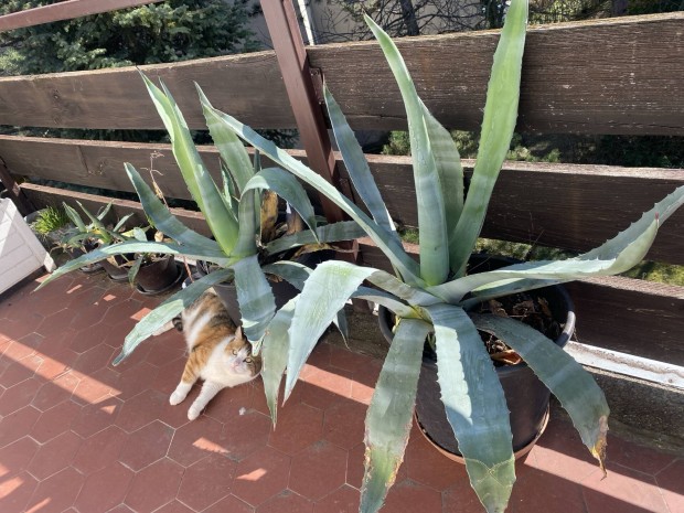 Ag�v� elad� n�v�ny kerti n�v�nyek kicsi �s nagy 