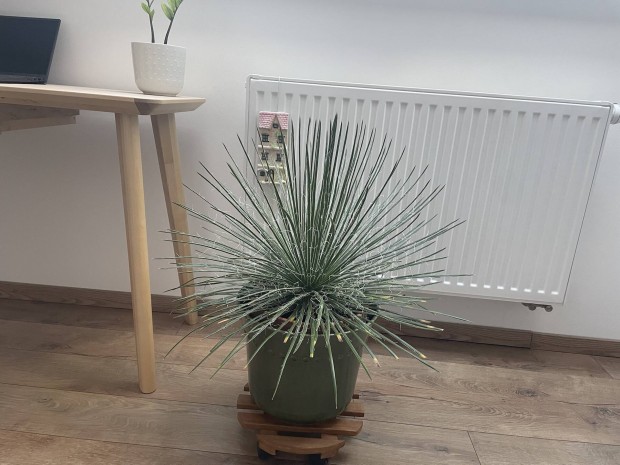 Agave geminiflora