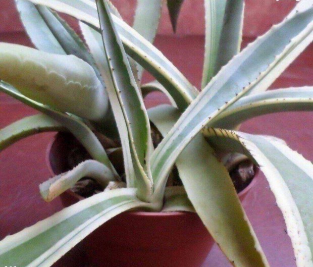 Agave kaktusz 15 ves