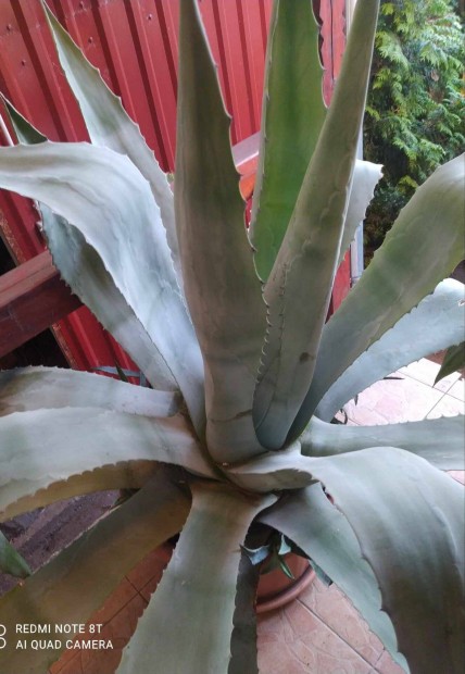 Agave kaktusz 28 ves