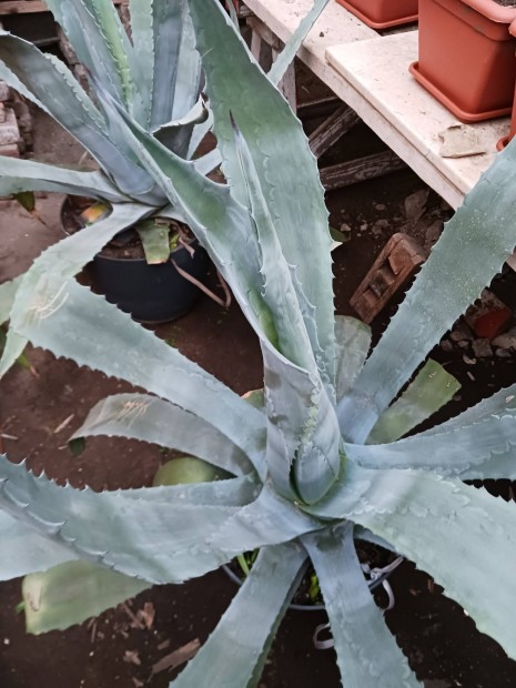 Agave kaktusz 2 db elad 10000/db