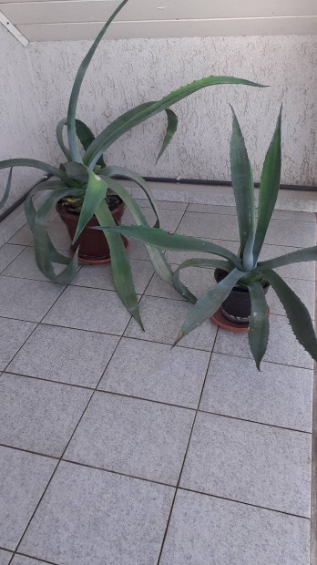 Agave kaktusz 2 db elad 