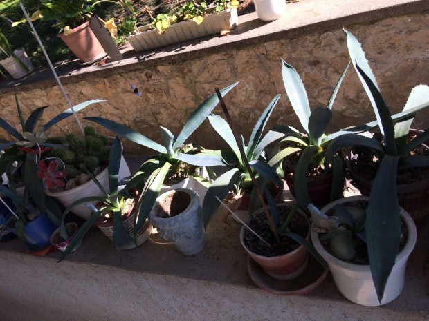 Agave kaktusz