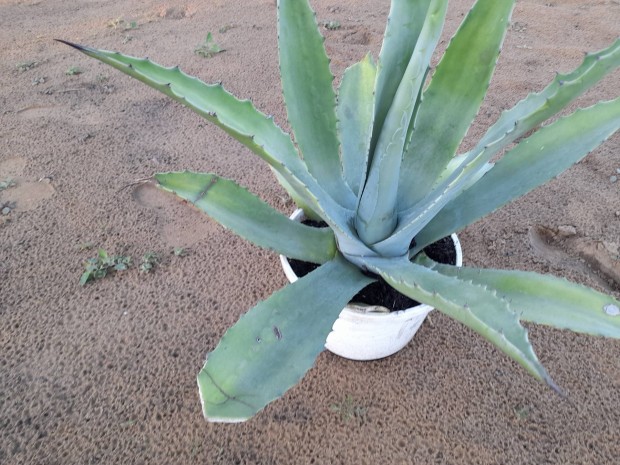 Agav kaktusz