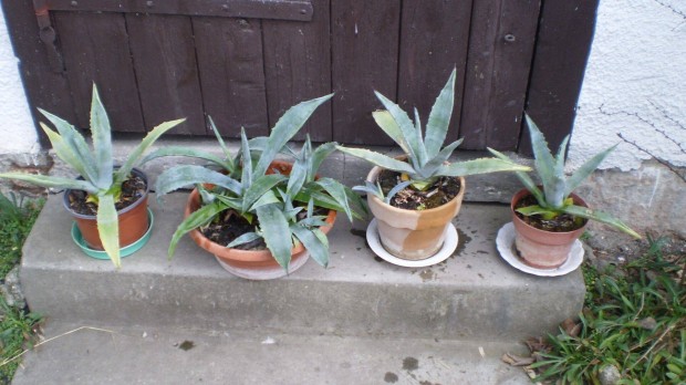 Agave kaktusz