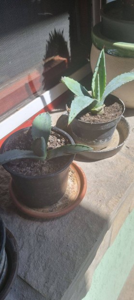 Agave kaktusz