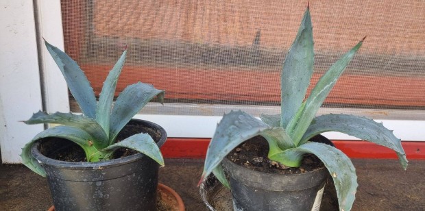 Agave kaktusz, 2 ves