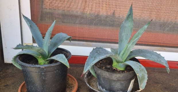 Agave kaktusz, 2 ves