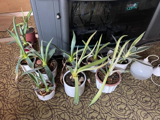 Agave kaktusz a kertbe kltzne