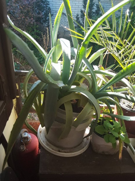 Agave kaktusz elad