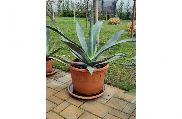 Agave kaktusz elad
