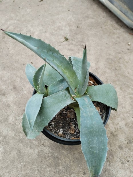 Agave kaktusz elad� 
