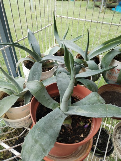 Agave kaktusz elad 