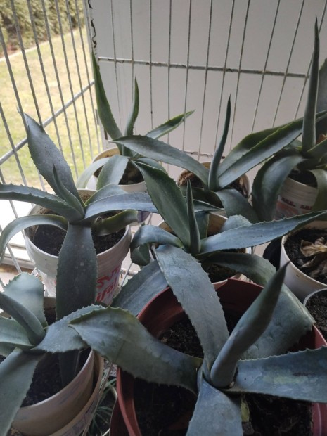 Agave kaktusz elad 